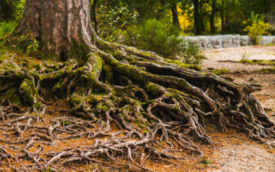 You’ve Got Tree Roots in Your Sewer Lines. What Now?